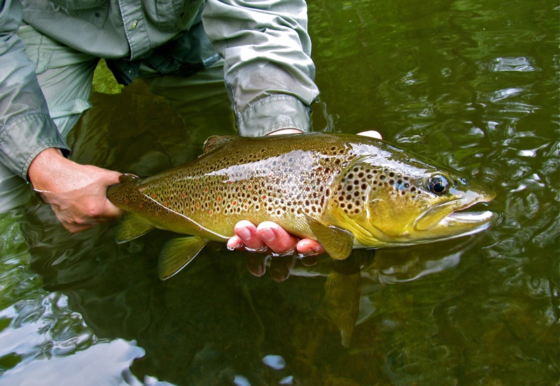 fly fishing  brown