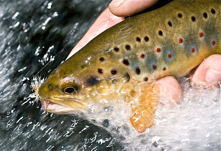 wild-trout-fishing.jpg