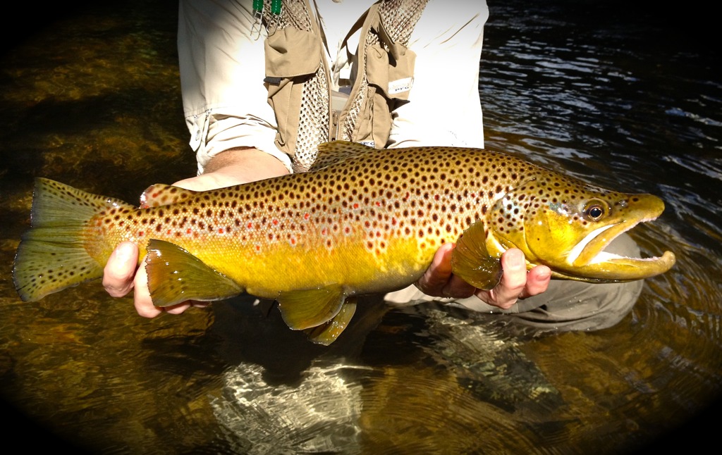 Streamer Fishing For Trophy Browns: Is Your Streamer Big Enough?  Fly Fishing  Gink and 