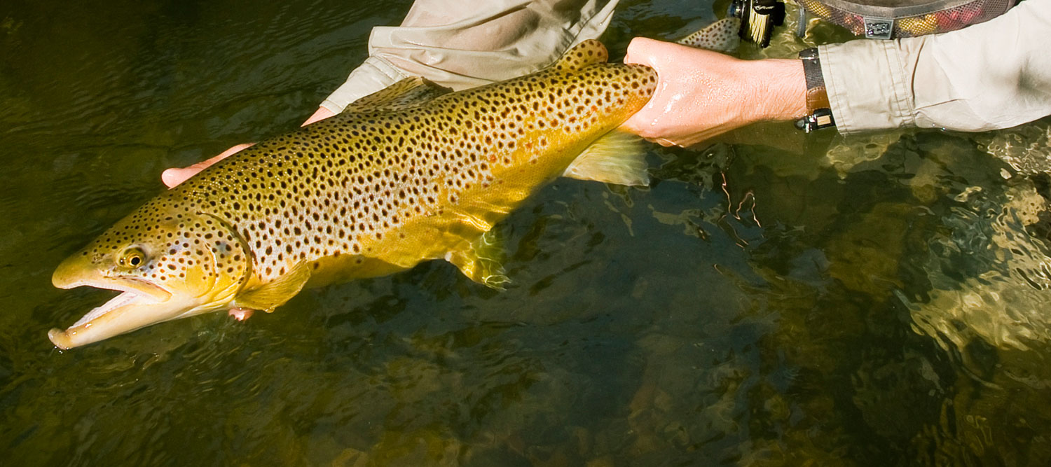 Catch Trophy Brown Trout By Stacking The Odds In Your Favor  Fly Fishing  Gink and Gasoline 