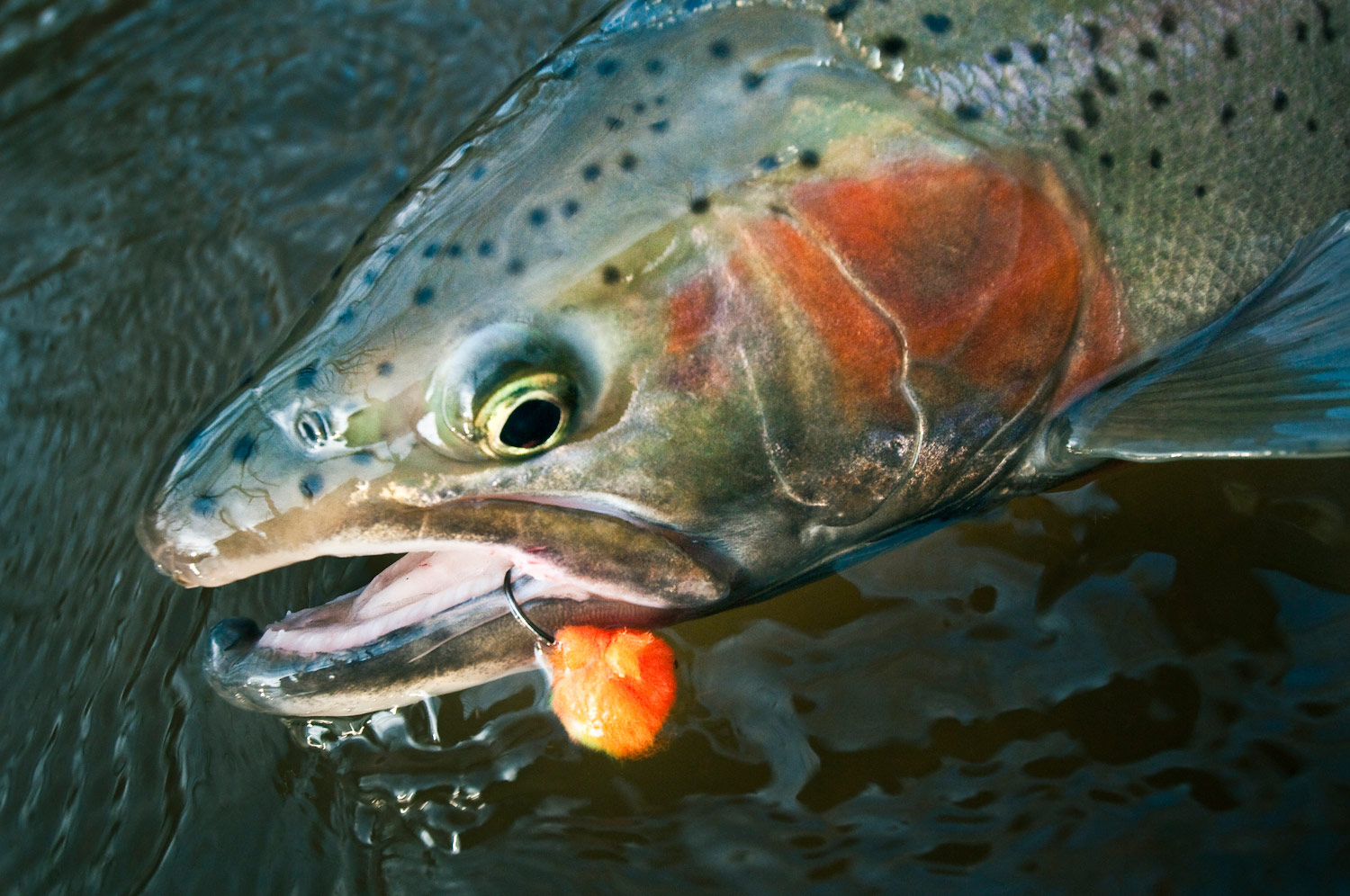 Sunday's Classic / Tying the Chronic Egg Pattern - Fly Fishing, Gink and  Gasoline, How to Fly Fish, Trout Fishing, Fly Tying