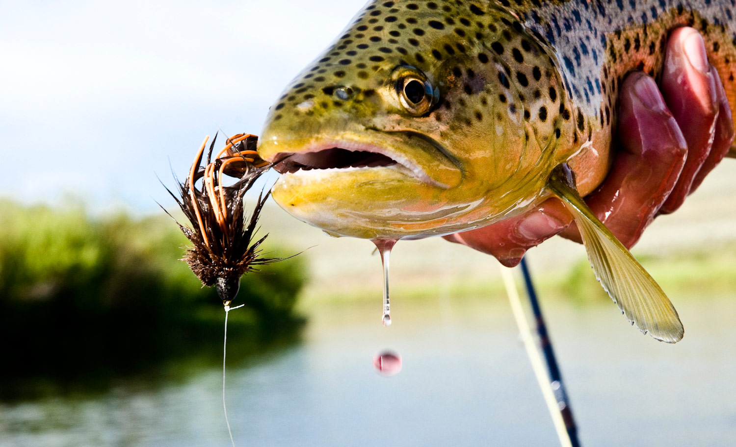 The Streamer Game - Fly Fishing, Gink and Gasoline