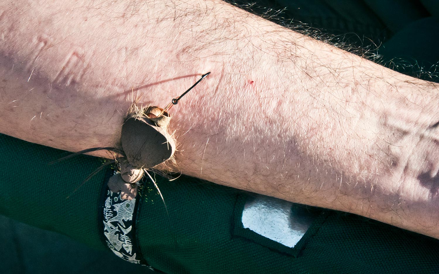 Safe, Painless Hook Removal: Video! - Fly Fishing