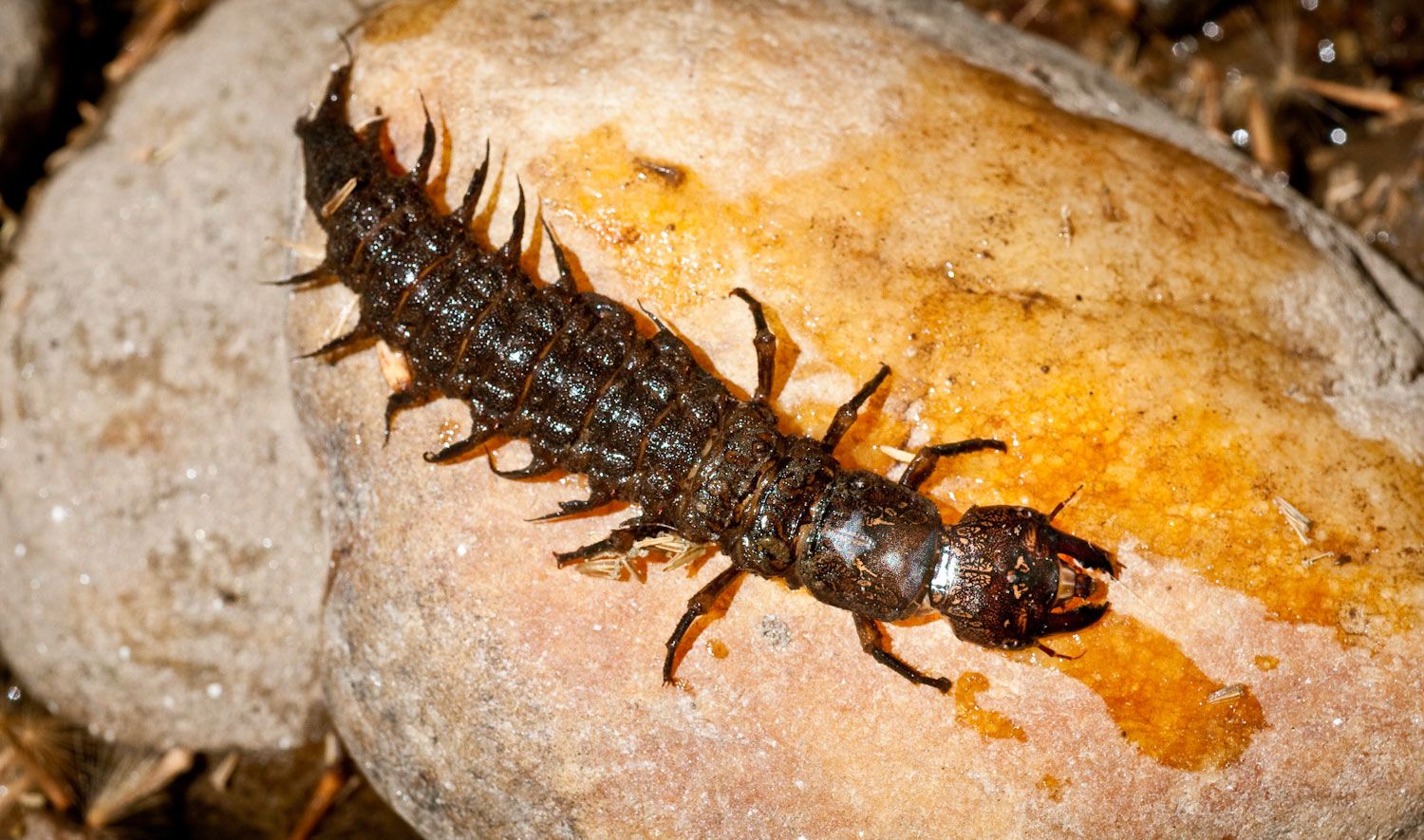 hellgrammites at Stroud: 'King Kong' of water insects - Natural Lands