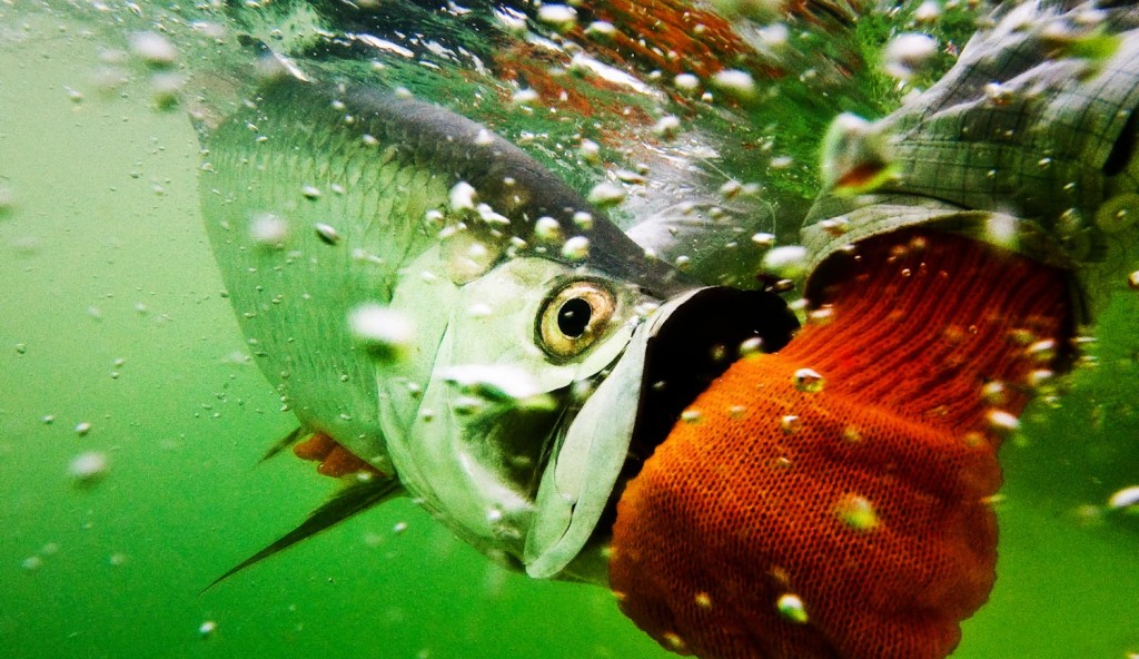 Tips for taking better underwater fishing photos - Fly Fishing, Gink and  Gasoline, How to Fly Fish, Trout Fishing, Fly Tying