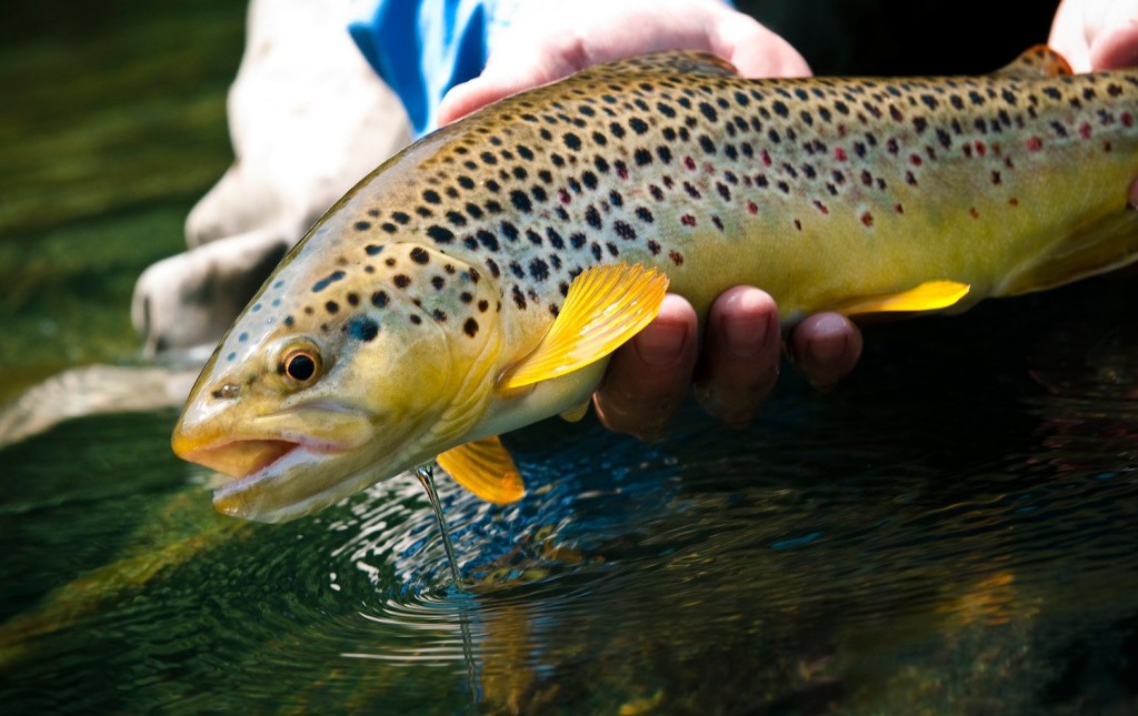 Gink & Gasoline - Fly Fishing, Gink and Gasoline, How to Fly Fish, Trout  Fishing, Fly Tying