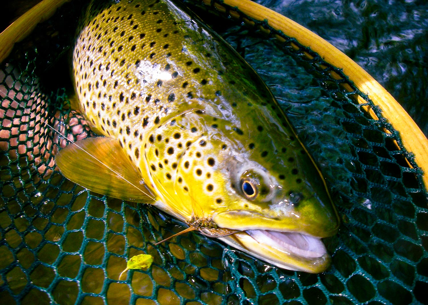 Streamer Tactics for Small Trout Water - Fly Fishing