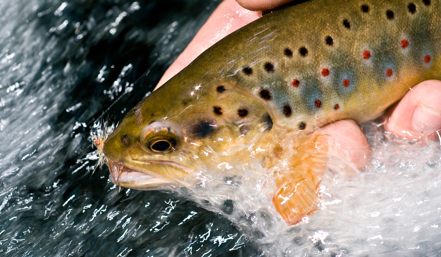 Wild Trout Belong to Us All  Photo by Louis Cahill