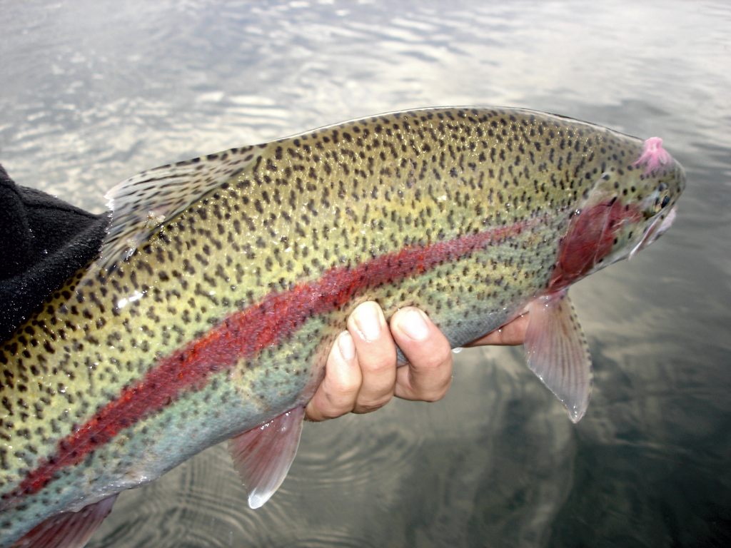 leopard-rainbow-trout