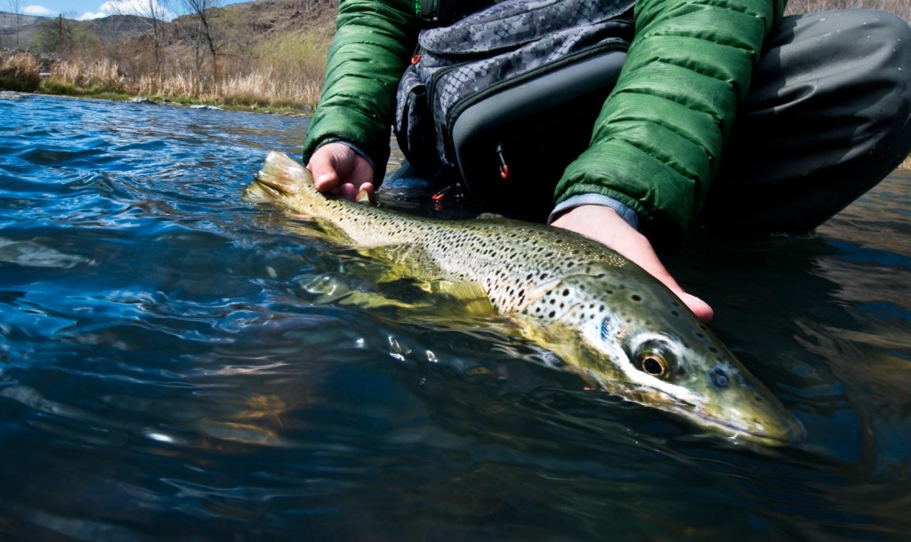 My Two Favorite Picky Trout Tailwater Nymphs Fly Fishing Gink and