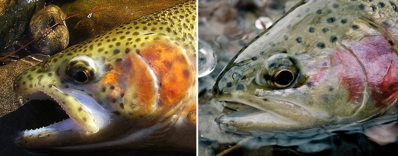2 Ways to Determine the Sex of a Trout Fly Fishing Gink and