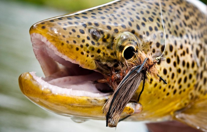 Fly Fishing for Brown Trout in the Summer and Early Fall Fly Fishing Gink and Gasoline How