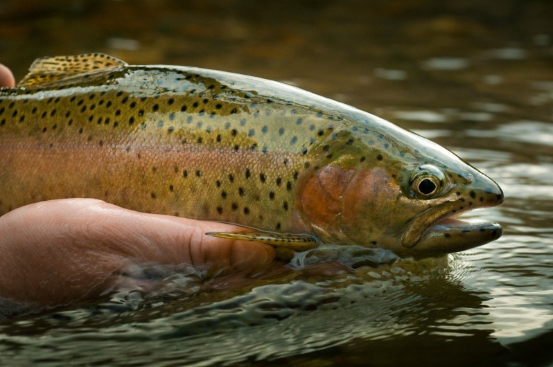 6 Easy Tips to Help Fly Anglers Catch Educated Trout Fly Fishing