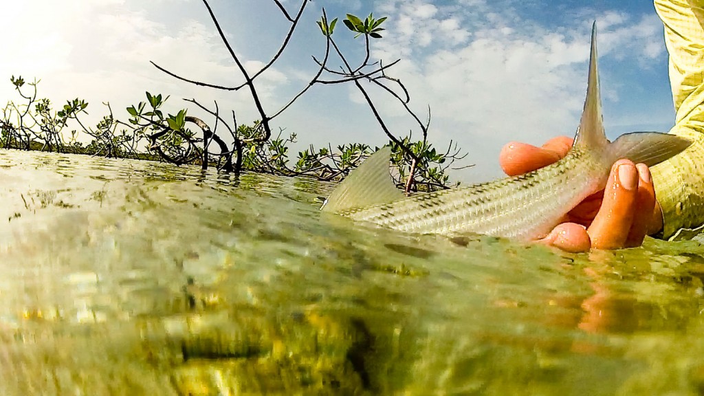 Bonefish The Hard Way, Deep In The Mangroves Fly Fishing Gink and