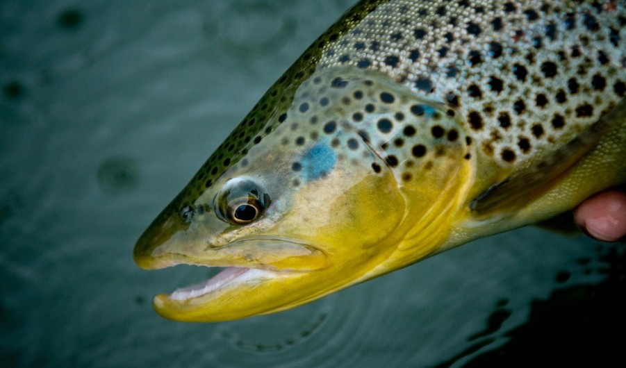 Fly Fishing 6 SightFishing Tips for Shallow Water Trout Fly Fishing