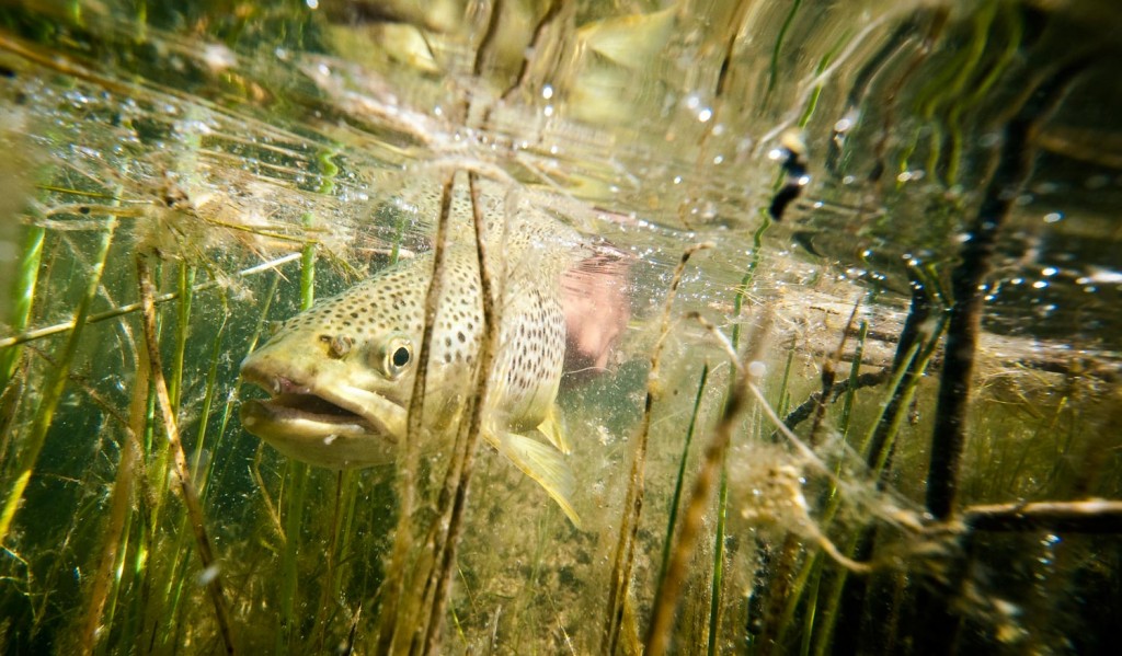 What Does The Trout See? Fly Fishing Gink and Gasoline How to Fly