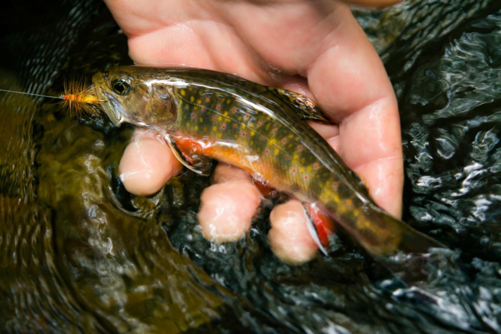 Brook Trout Management is a Dirty Shame Fly Fishing Gink and Gasoline How to Fly