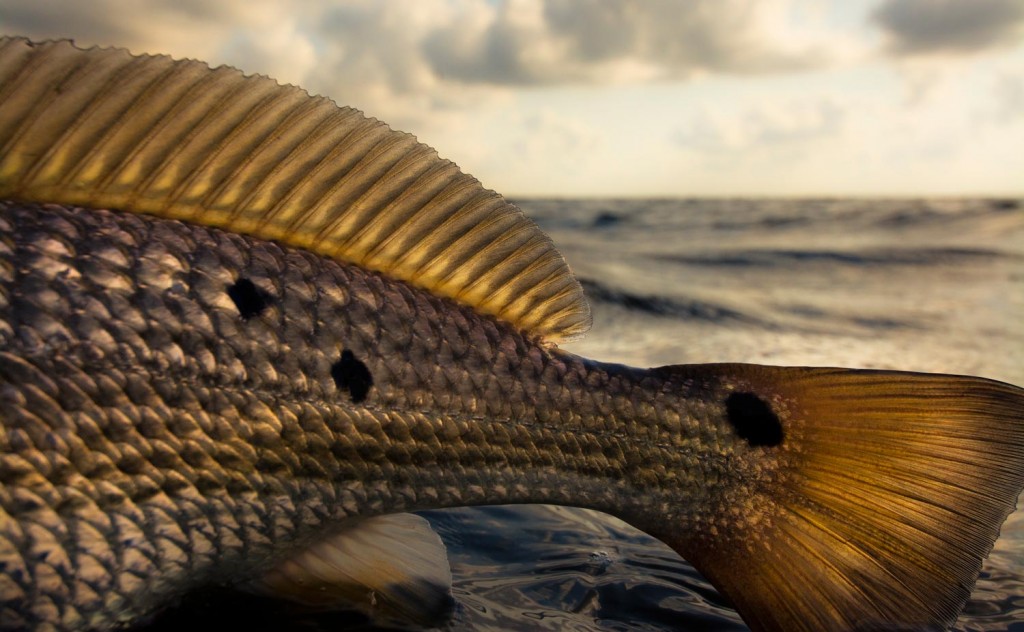 Muddy Water Redfish Fly Fishing Gink and Gasoline How to Fly Fish