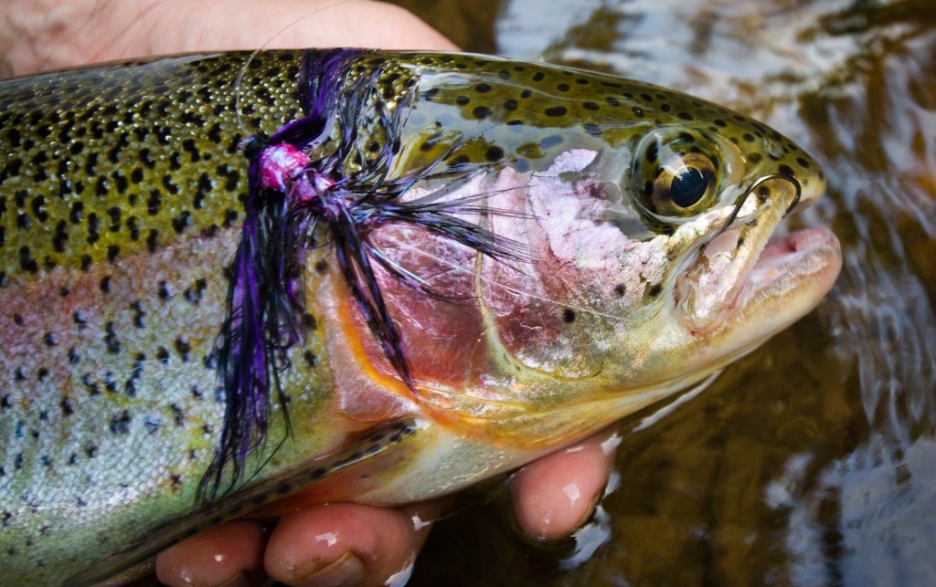 Swinging Steelhead Flies for Trout Fly Fishing Gink and Gasoline