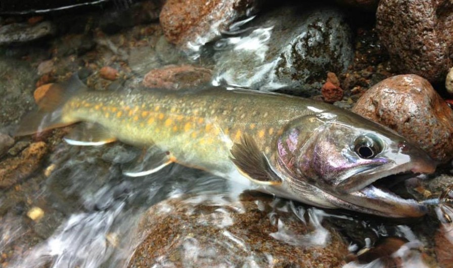 Trout Of Japan Fly Fishing Gink and Gasoline How to Fly Fish