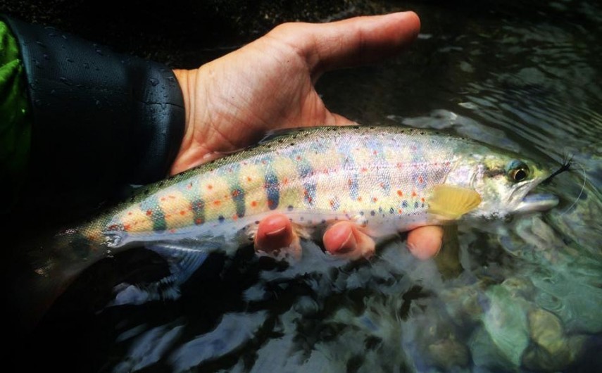 Trout Of Japan Fly Fishing Gink and Gasoline How to Fly Fish