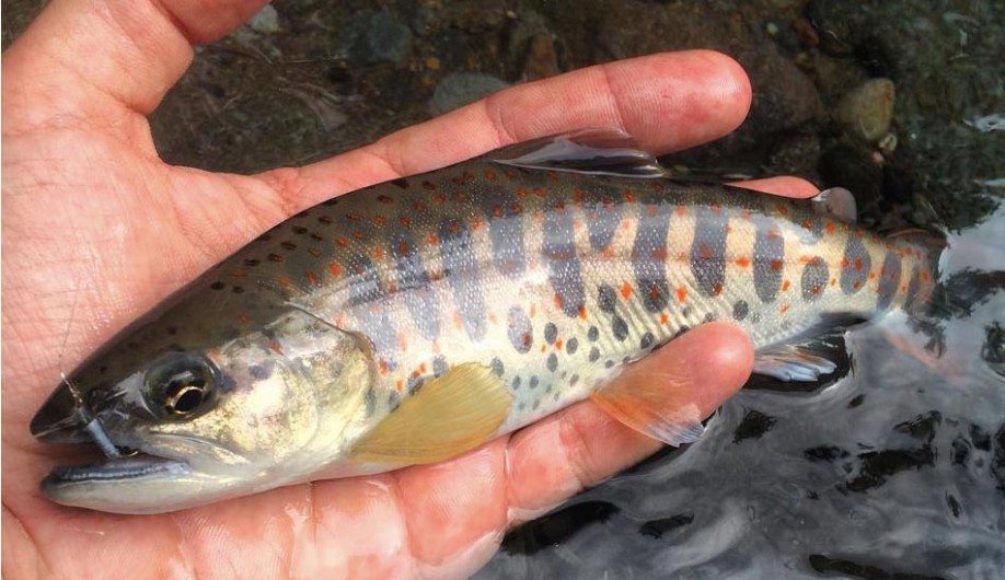 Trout Of Japan Fly Fishing Gink and Gasoline How to Fly Fish