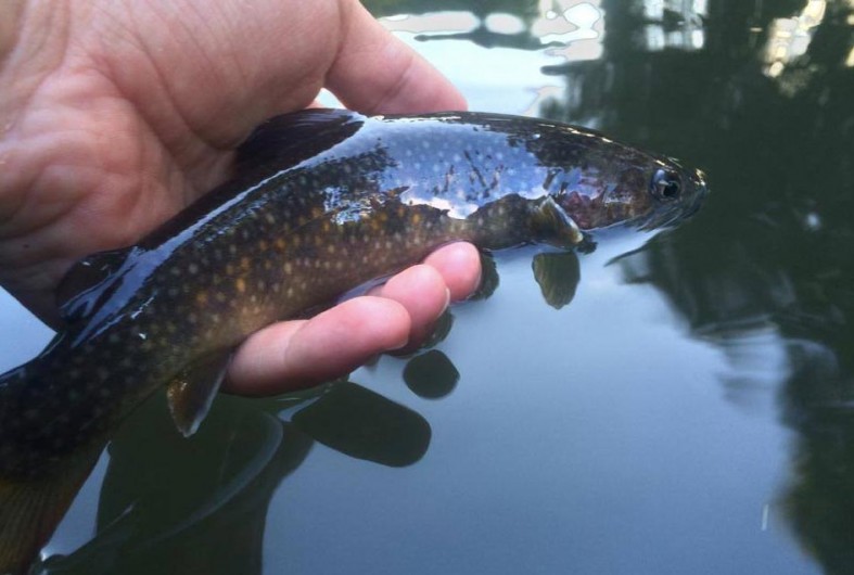 Trout Of Japan Fly Fishing Gink and Gasoline How to Fly Fish Trout Fishing Fly Tying