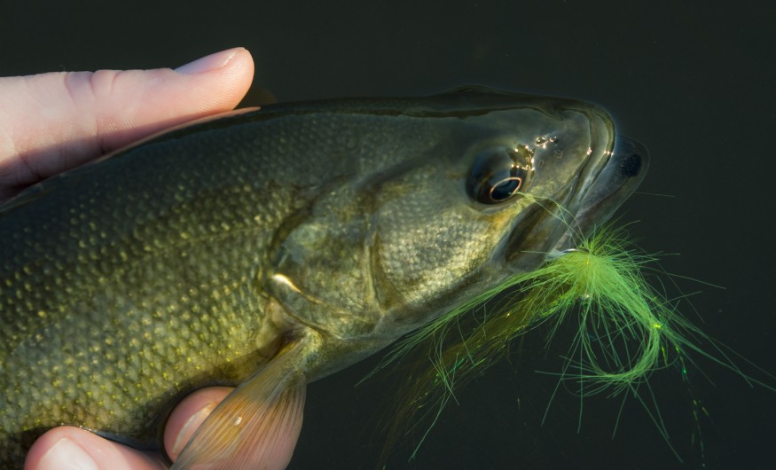 Small Wonder, Middle Shoal Bass Fly Fishing Gink and