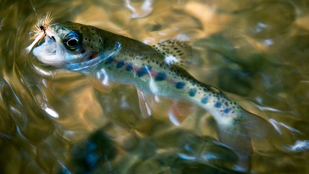 12 Tips For Epic Fly Fishing Trips On The Cheap Fly Fishing Gink