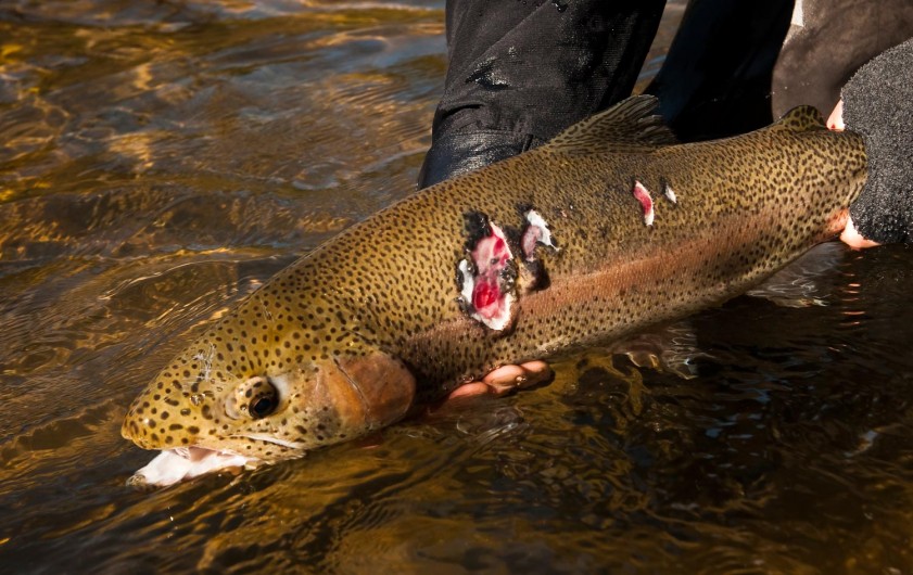 Just Another 20-Inch Rainbow - Fly Fishing | Gink and Gasoline | How to ...