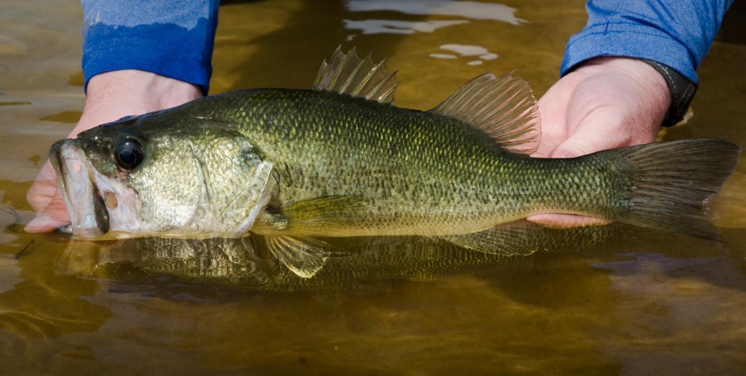 8 Tips On Photographing Fish Without Harming Them Fly Fishing Gink