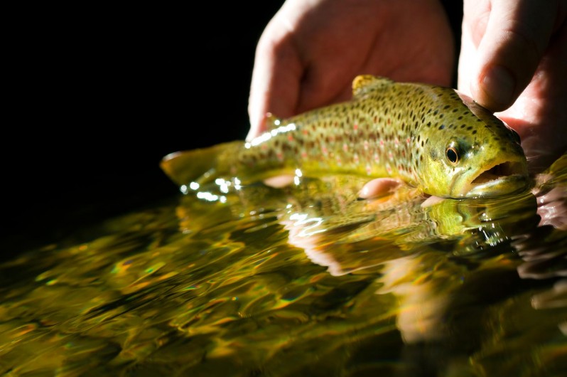 8 Tips On Photographing Fish Without Harming Them Fly Fishing Gink