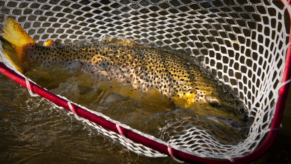 8 Tips On Photographing Fish Without Harming Them Fly Fishing Gink
