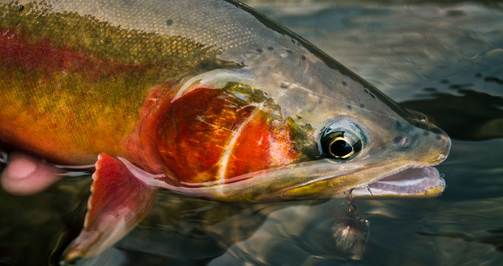 Fly Fishing, Gink and Gasoline, How to Fly Fish