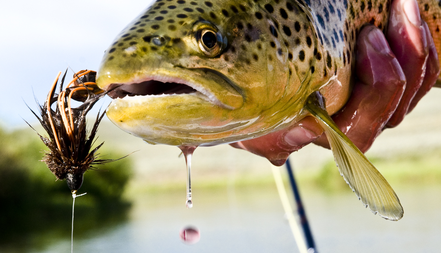 4 Streamer Leader Formulas to Catch More Trout