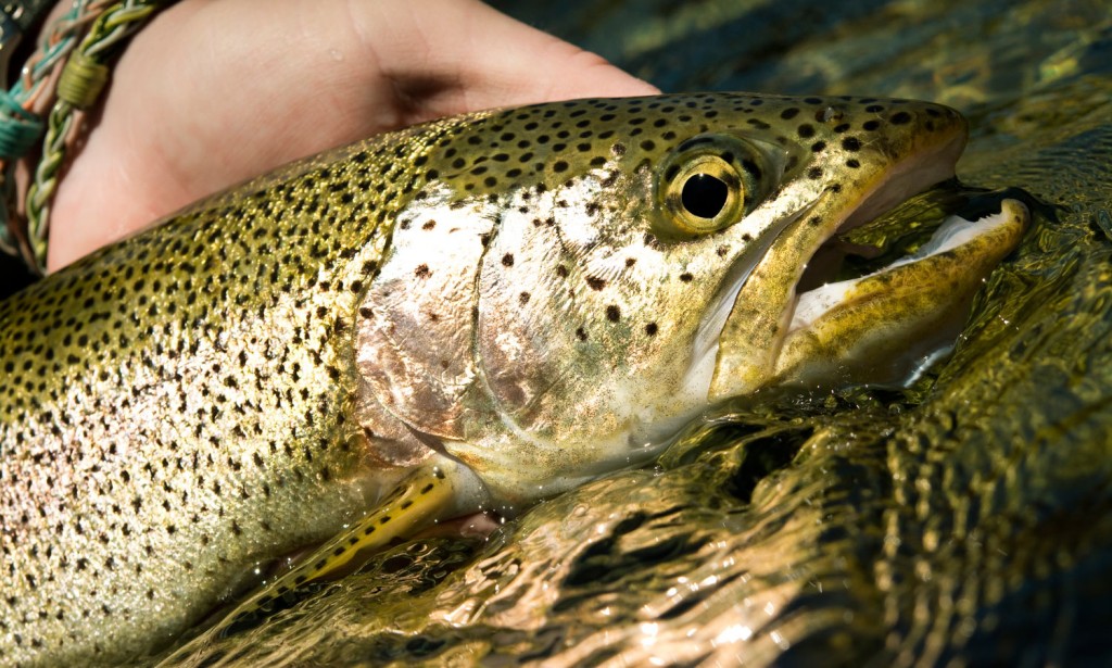 Fly Fishing Patagonia Video Fly Fishing Gink and Gasoline How to