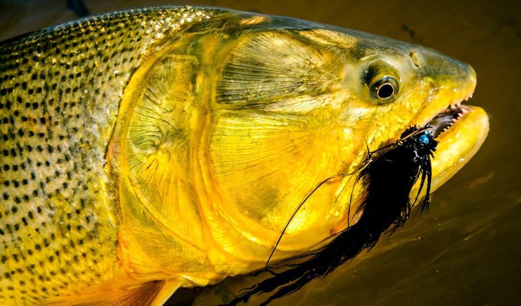 Golden Dorado on the Fly Require a Mix of Skills Fly Fishing Gink