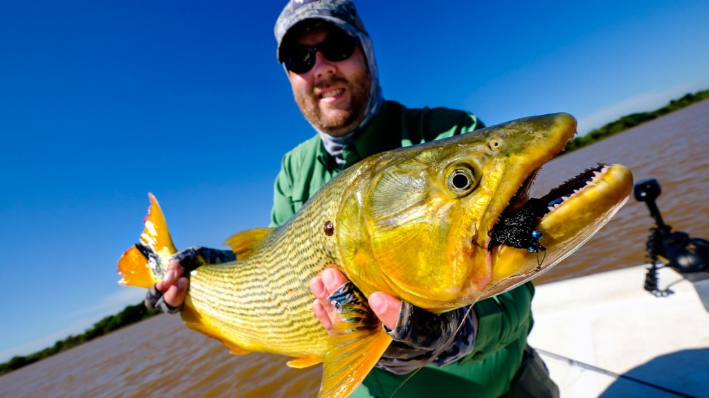 Golden Dorado on the Fly Require a Mix of Skills Fly Fishing Gink
