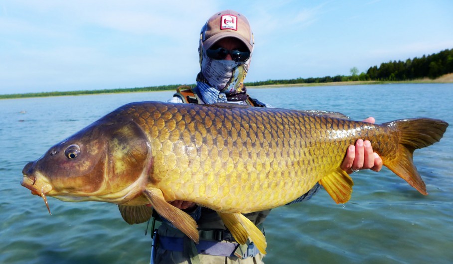 Why Travel For Great Lakes Carp? Fly Fishing Gink and Gasoline