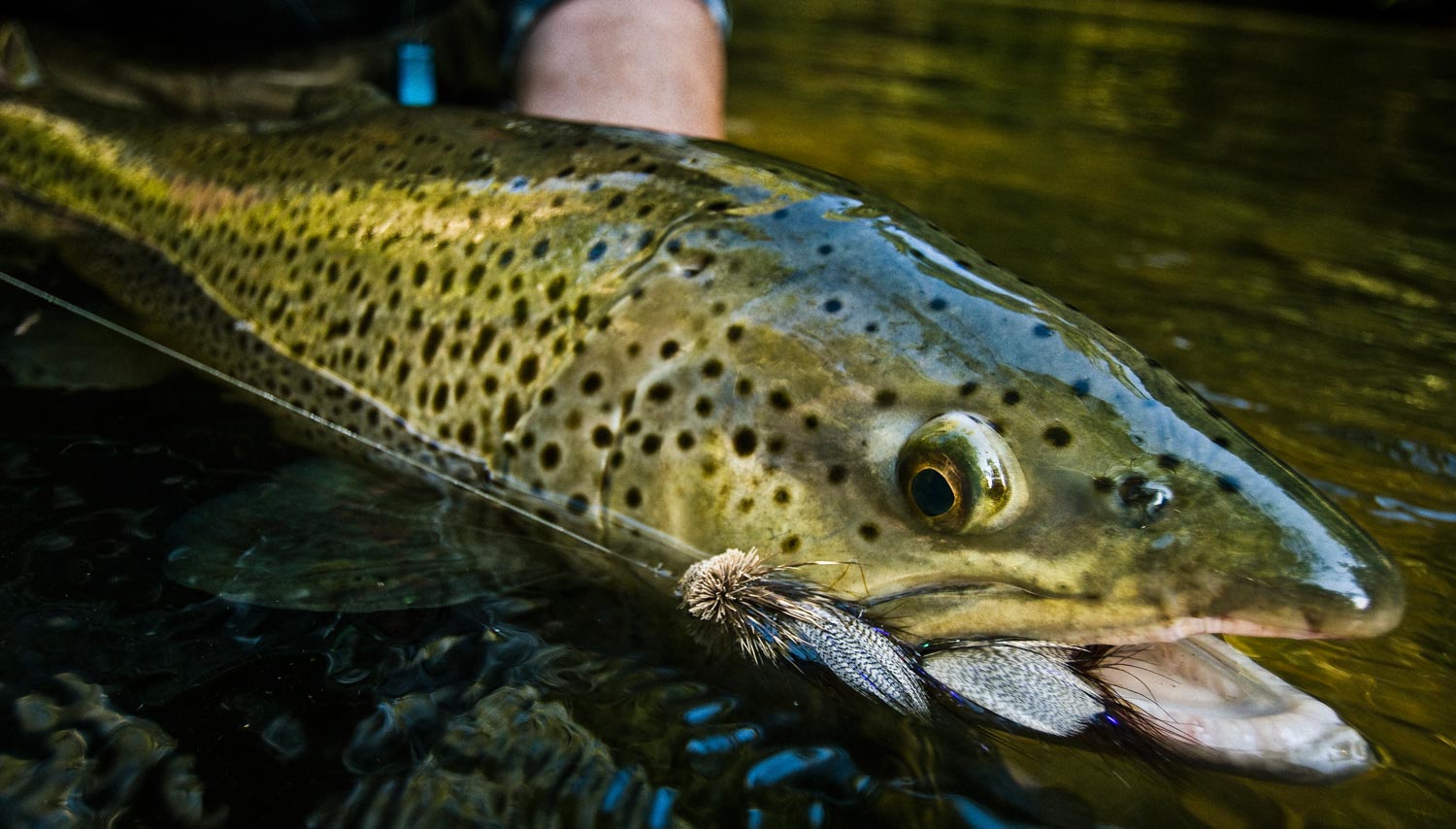 Streamers catch big fish. Photo by Louis Cahill