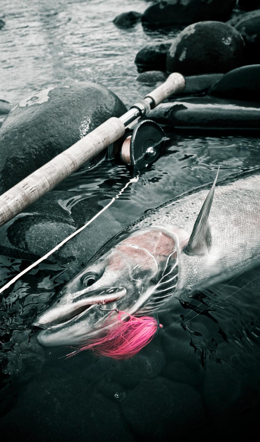 How Steelhead Rely On Rainbow Trout To Survive - Fly Fishing