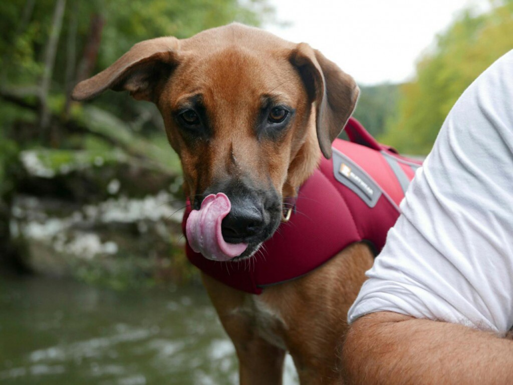 Fishing Dog Friday / Indy Fly Fishing Gink and Gasoline How to
