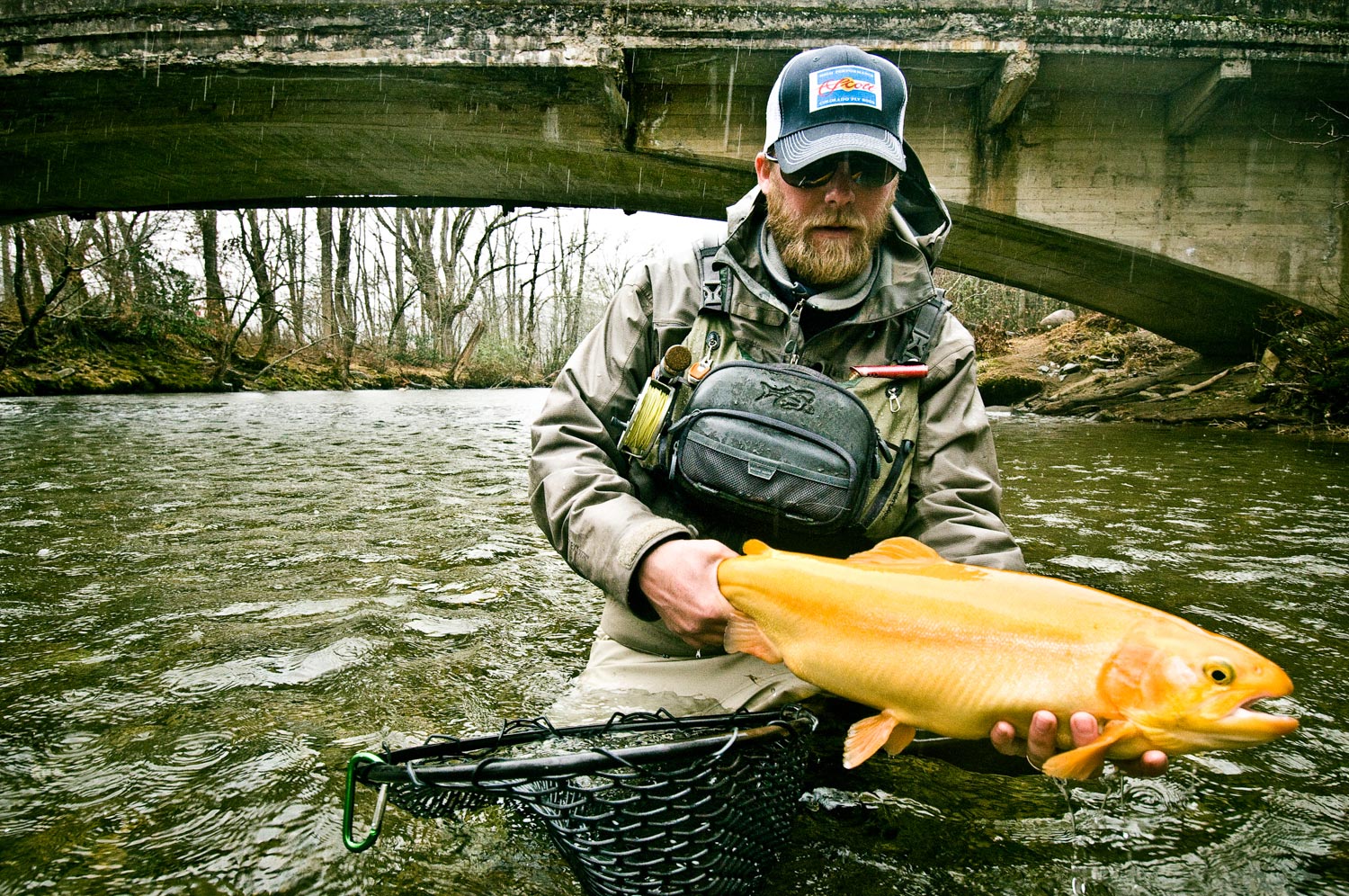 This is not a golden trout. Photo by Louis Cahill