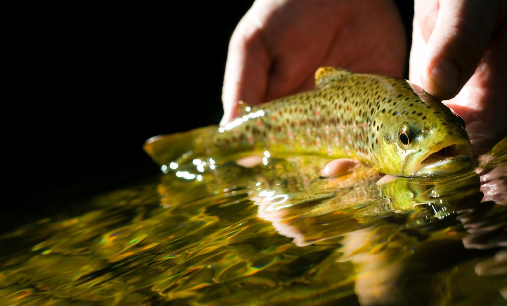 CatchandRelease Practices for Small Fish Fly Fishing Gink and