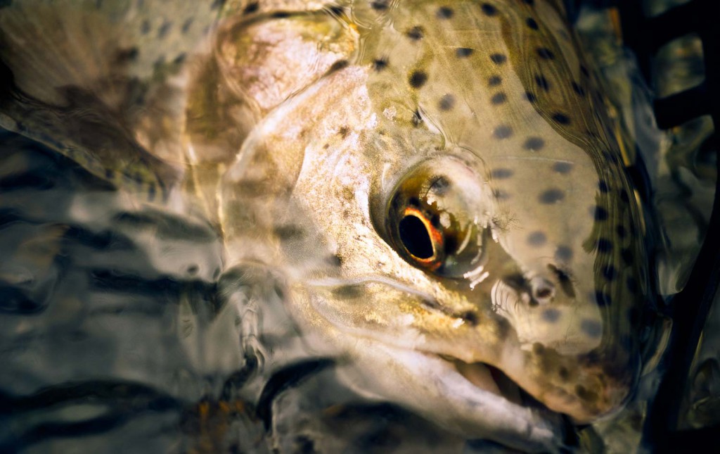 Handling Trout in Cold Weather Fly Fishing Gink and Gasoline How