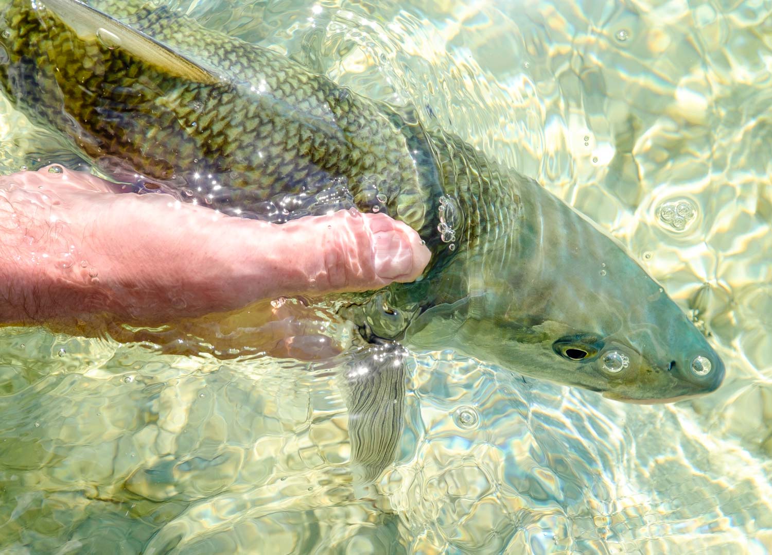 A Beginner's Guide to Catching Bonefish - Fly Fishing