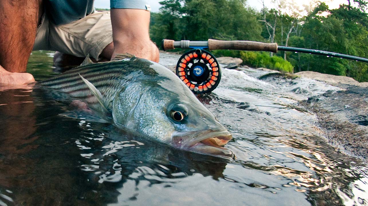 Streamers, Fish ‘Em Deep Enough | Fly Fishing | Gink and Gasoline | How