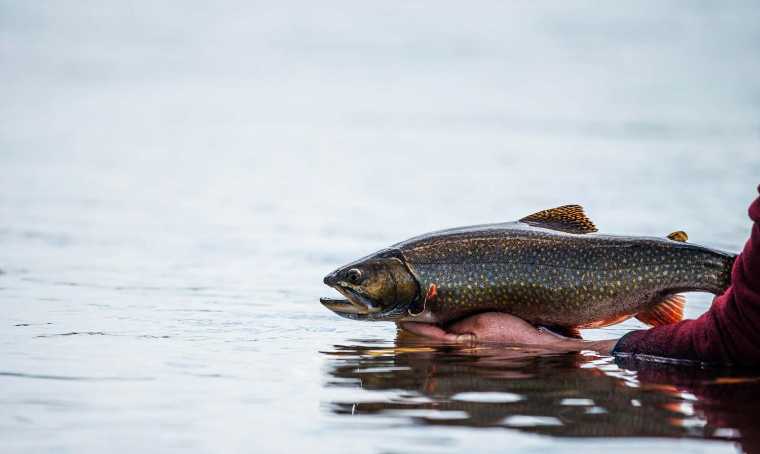 Getting the Big Picture On Brook Trout - Fly Fishing