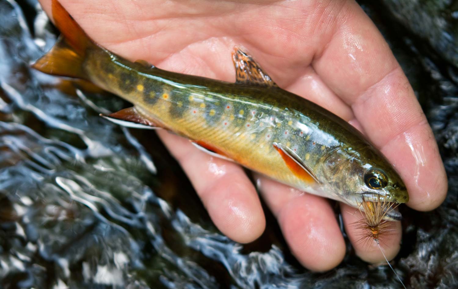 Getting the Big Picture On Brook Trout Fly Fishing Gink and