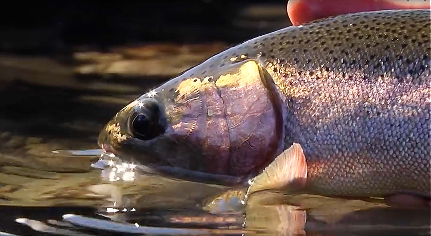 Beautiful rainbow trout on the upper Columbia river near British